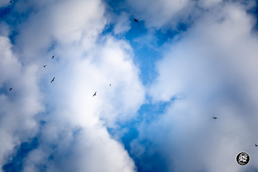 Cielo, rondini, libertà